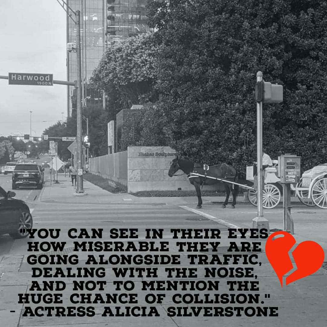graquelcarbajal's tweet photo. Dear
@VoteOmarNarvaez
@Johnson4Dallas
@DallasMayor
@CityOfDallas
@CityofDallasD14
@BanHorseCariage
@wfaa
@cbs11
@NBCDFW
@Univision
@AliciaSilv
Please
#BanHorseCarriagesDallas
#HumaneTourism
#HumaneLegislation
Please share X
Because the public and the horses deserve better. https://t.co/OBqGtXSXjs