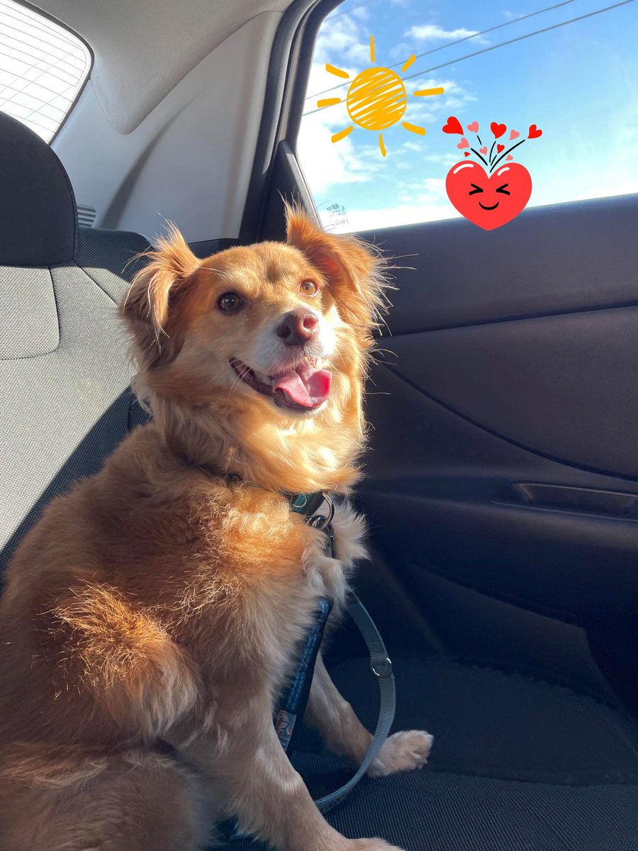 ekgardner50's tweet image. My new love Rusty on his way home after a checkup at the Vet, he's such a good boy. #rescuedog #potcake #AdoptDontShop #sitwithmedogrescue