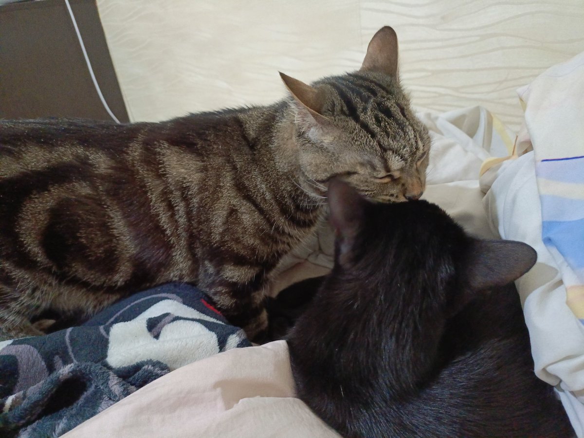 Akari_Sama's tweet photo. @tsainnaka Отправляю тебе  лучики обнимашек  и держи моих котов, которые лижутся https://t.co/rKF2Q42Zsp