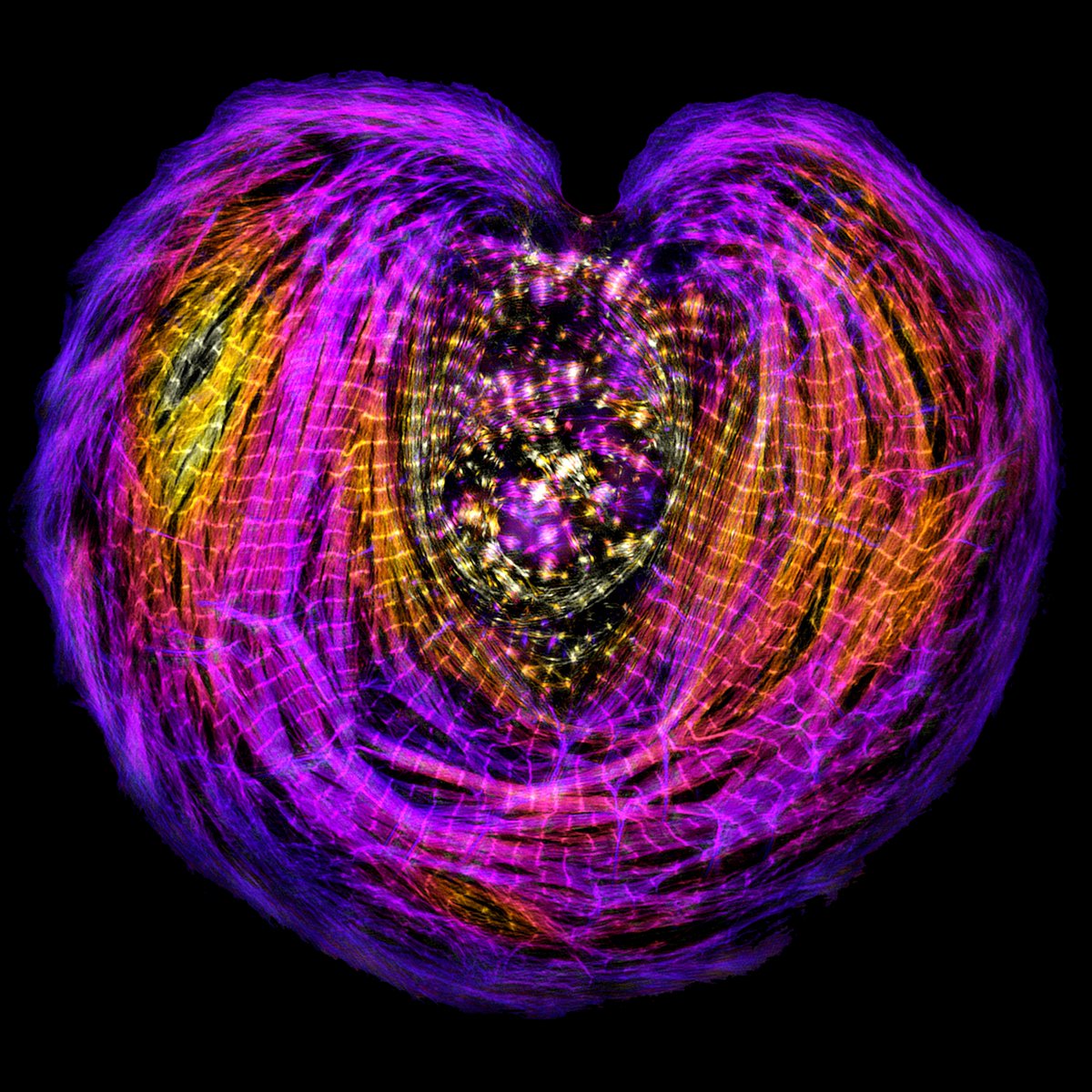 Dylan Burnette (@mag2art) on Twitter photo A heart muscle cell shaped like a heart photographed through a microscope by Dr. Abbie Neininger.
#CellBiology #happyvalentinesday2024 A heart muscle cell shaped like a heart photographed through a microscope by Dr. Abbie Neininger.
#CellBiology #happyvalentinesday2024