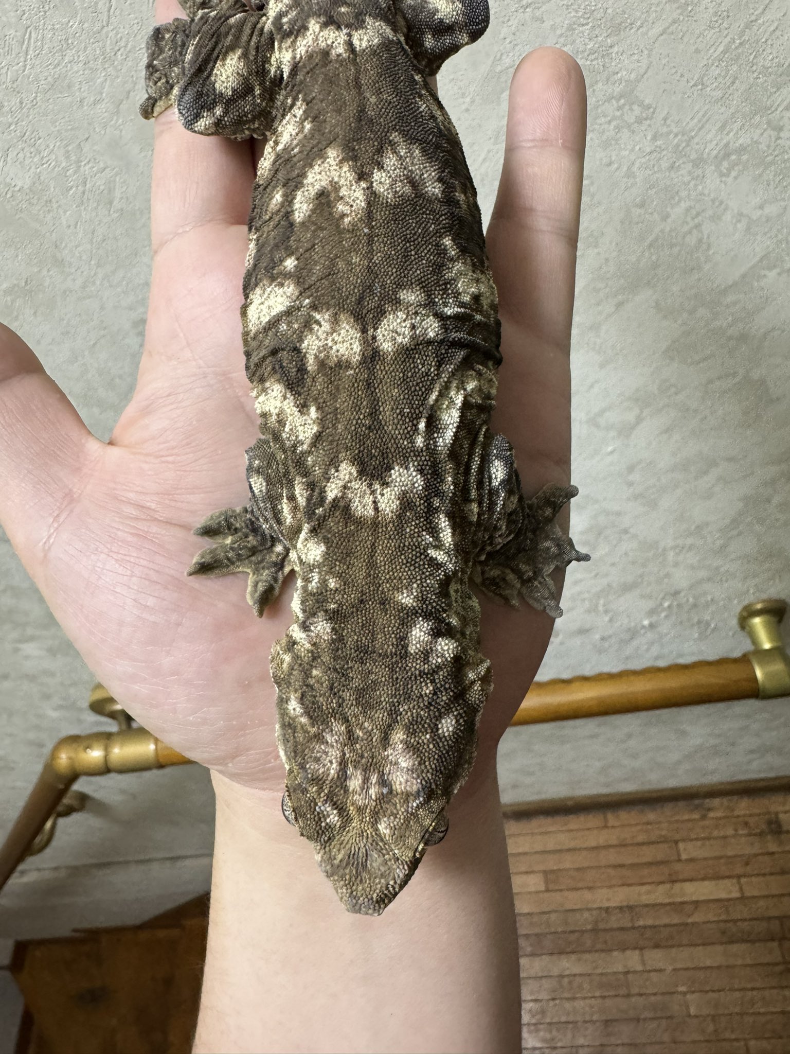 ShowRoom ReptilesShop on X: 