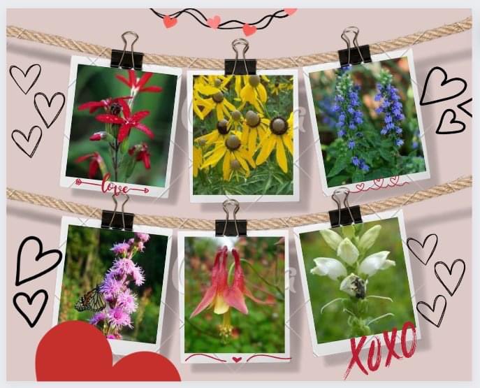 WindingWatersG1's tweet photo. Happy Valentine’s Day!

Instead of flowers that will perish in a few days, get them the gift that keeps on giving!

❤Give them native perennials this Valentine's Day ❤

Catalog &amp; order options: 
https://t.co/vibManLYI4

#NativePlants #ValentinesDay #GiveTheGiftThatKeepsOnGiving https://t.co/uWNRerU59Y