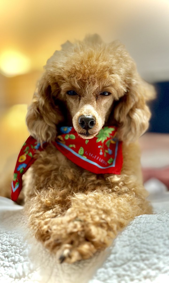 Buon San Valentino !  ❤️ Happy Birthday Mario!  🐩 Oggi compie 7 anni ! Our little angel of love is 7 years old today 🥰 🐩 #happyvalentinesday