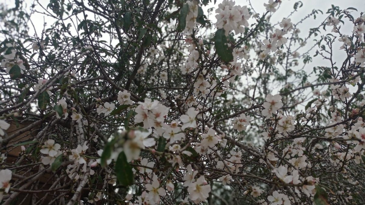 Despite the unrivalled destruction in Gaza, there is still beauty inside Almond tree in Deir al-Balah, central Gaza