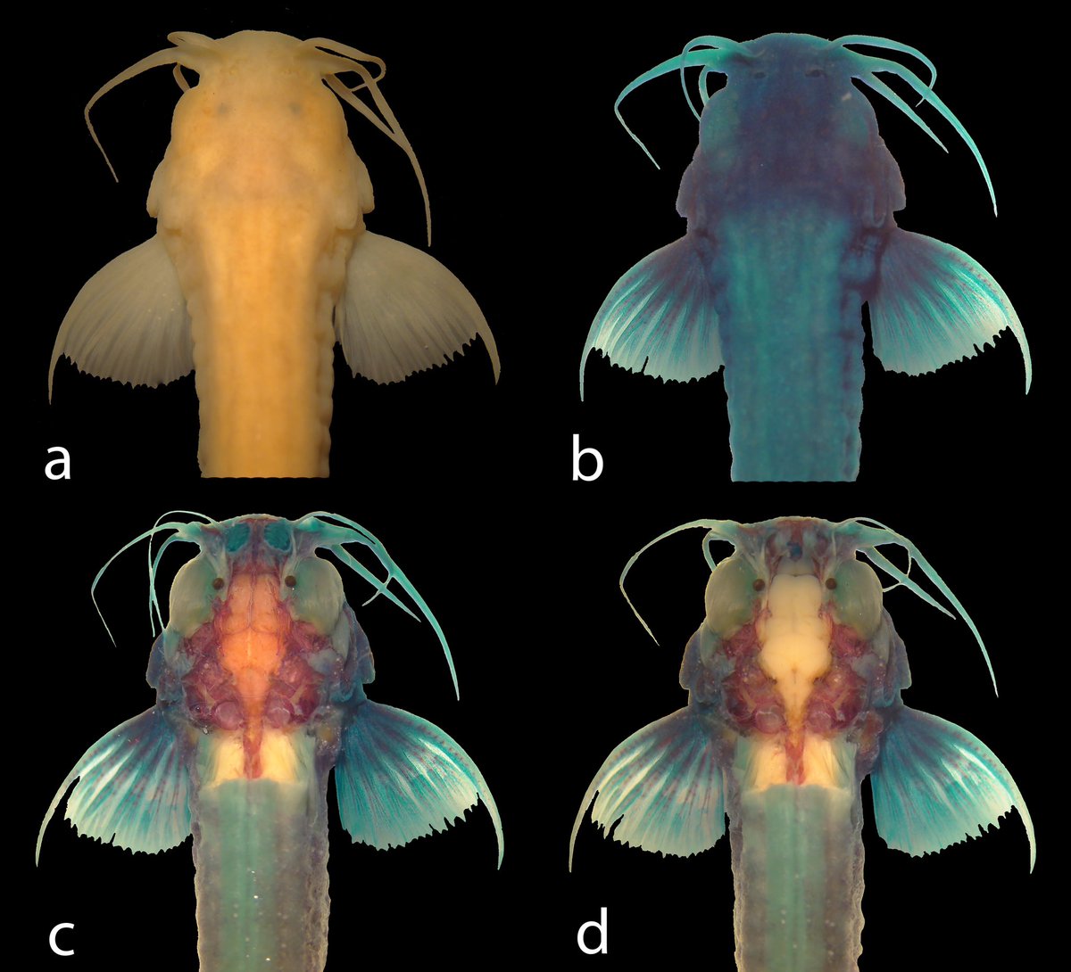 Rizzato_Pedro's tweet photo. Sensory compensation or preadaptation? Which allows cave fishes to thrive in the darkness? We addressed this question by studying the brain and sense organs of cave pencil catfishes of the genus Ituglanis, and the results are published at JoFB @TheFSBI #cavefishes #evolution https://t.co/EzFi9UIkjQ