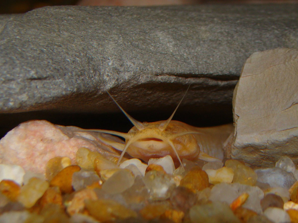 Rizzato_Pedro's tweet photo. Sensory compensation or preadaptation? Which allows cave fishes to thrive in the darkness? We addressed this question by studying the brain and sense organs of cave pencil catfishes of the genus Ituglanis, and the results are published at JoFB @TheFSBI #cavefishes #evolution https://t.co/EzFi9UIkjQ