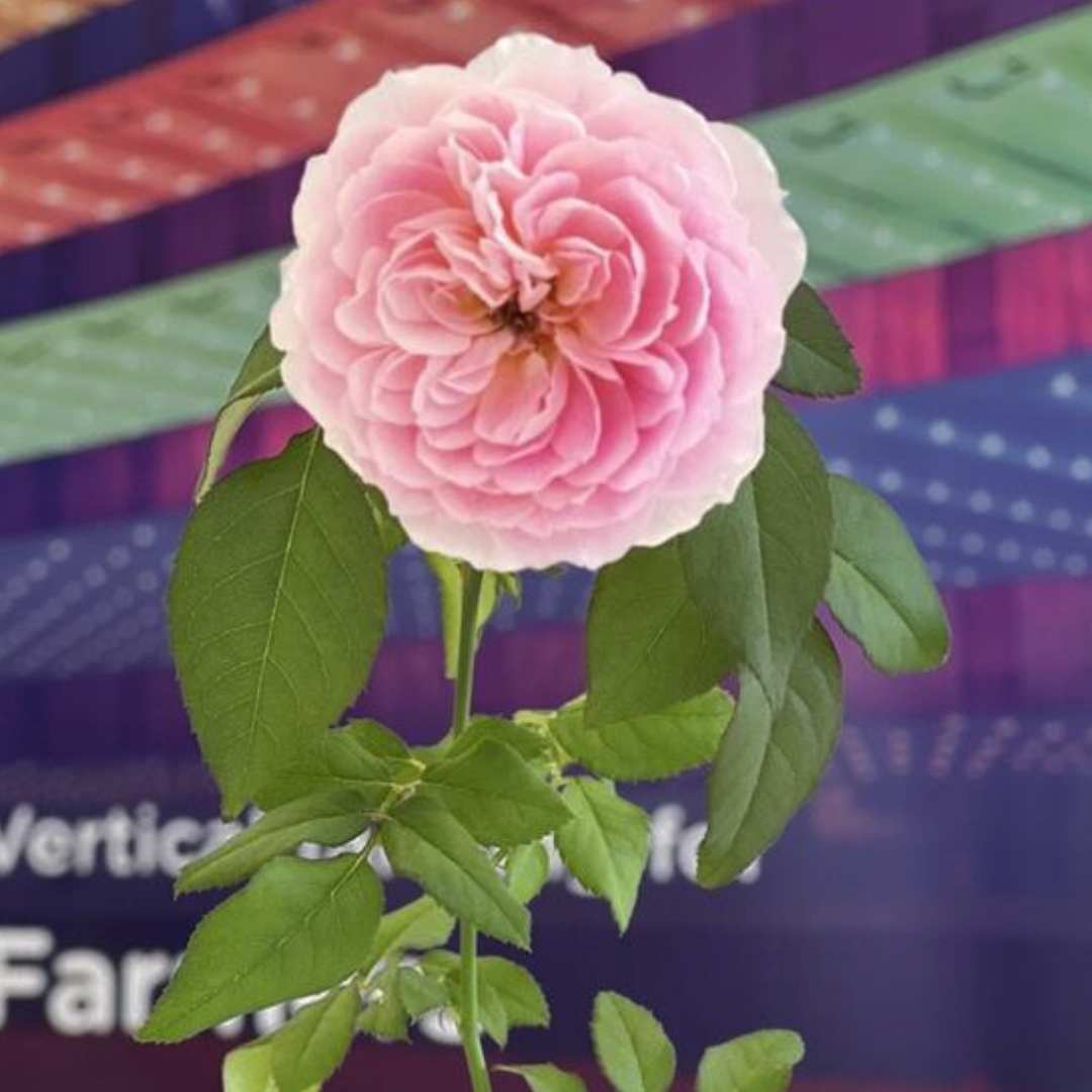 Intelligent Growth Solutions (IGS) tweet media