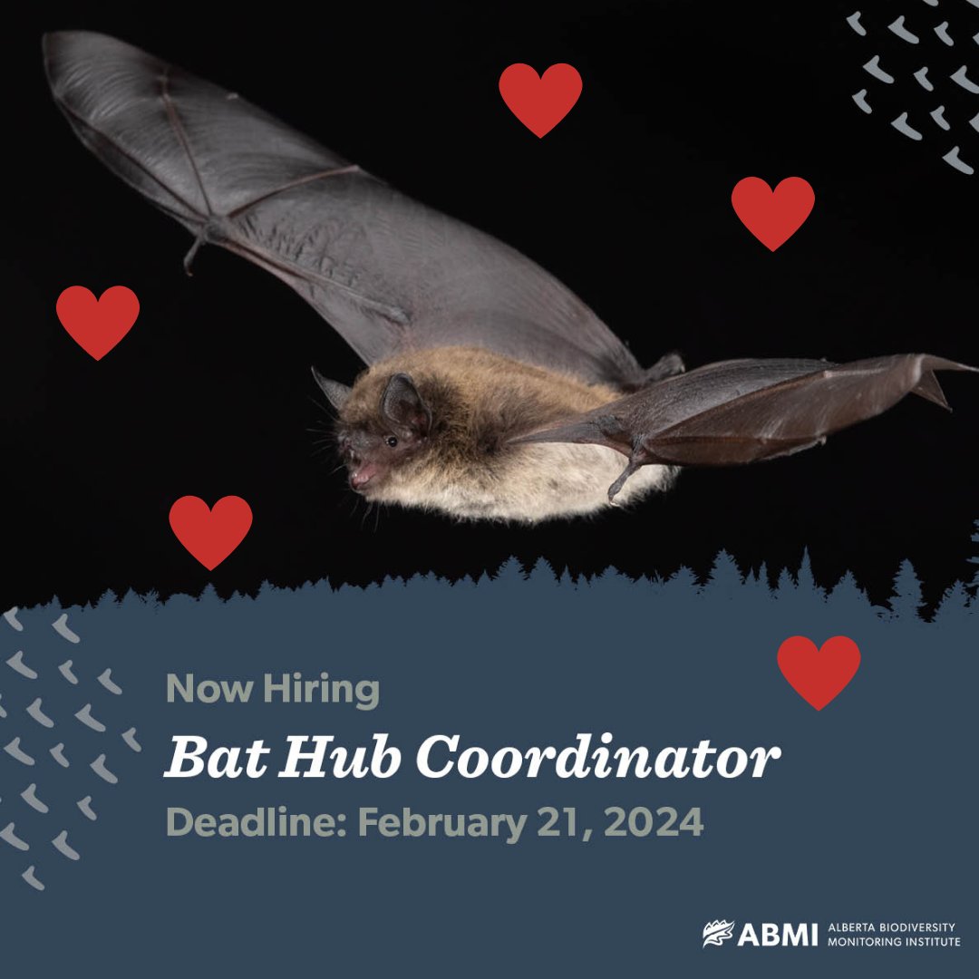 ABbiodiversity's tweet photo. Do you love bats? Then consider applying to be our new Bat Hub Coordinator: https://t.co/JpnGhzAZRx
Deadline to apply is Feb 21, 2024.
Photo: Charles Francis
#JobOpportunity #AlbertaJobs #Bats #BatMonitoring https://t.co/A9IGb2VXkF