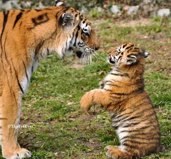 This Ash Wednesday and Valentine's Day, let's remember to show our love for wild Tigers. Together, we can create a future where humans and wildlife coexist in harmony. #ValentinesDay #AshWednesday #SavingTigers