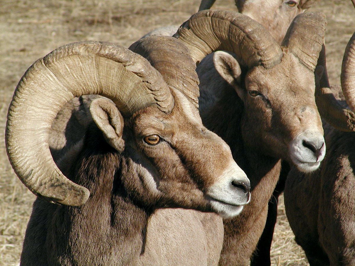 The @WDFW to capture bighorn sheep for monitoring and management.  #conservationatwork

Read more: wdfw.wa.gov/newsroom/wdfw-…