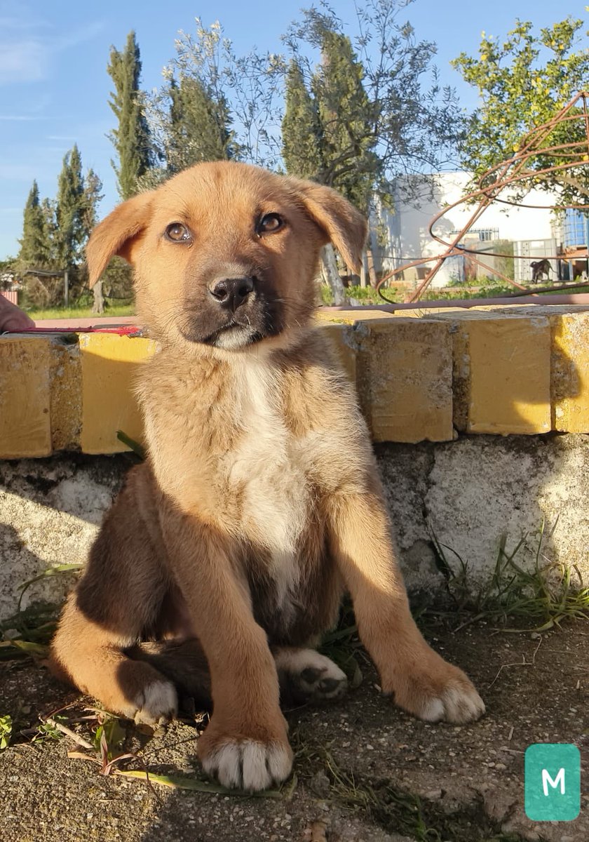 Niebla tiene solo dos meses y medio y no es pequeño, es un cruce de mastín pero no será tan grande como el puro aunque pequeño no será
Es absolutamente precioso, una carita bonita más no poder, pero no encuentra una familia porque se han puesto de moda los perros pequeños y aquí