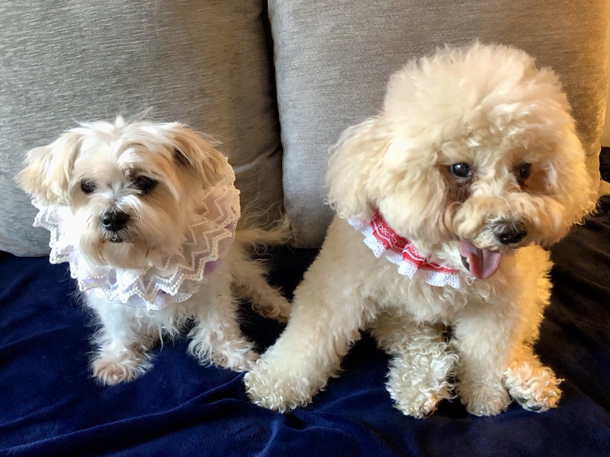 ThereseGilardi's tweet photo. Happy Valentine’s Day! https://t.co/ldvdQbg56I