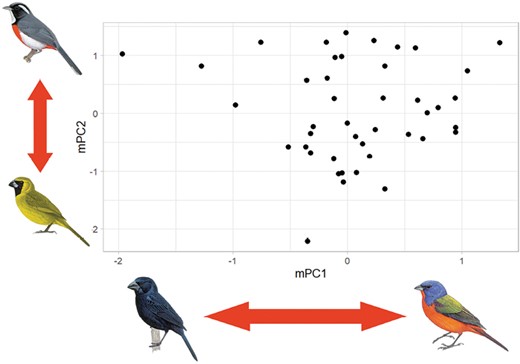 Birds of a feather select colour together, plumage colour of #cardinals & #grosbeaks is affected by selection pressures, investigated here from the avian visual perspective! Check it out below👇🐦🖤 academic.oup.com/biolinnean/art… @LinneanSociety @OxfordJournals @SDSUbirds #ValentinesDay