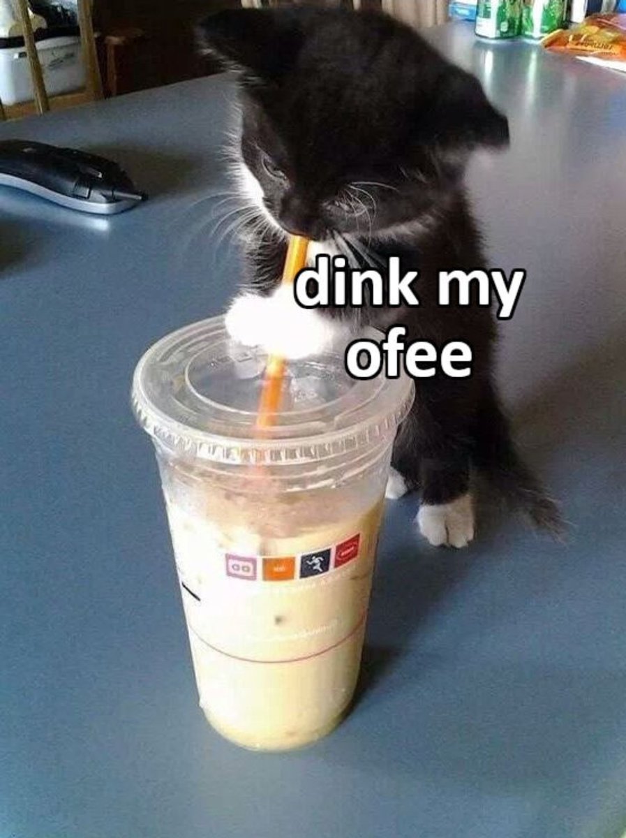 smol silly cat (@catsillyness) on Twitter photo 
