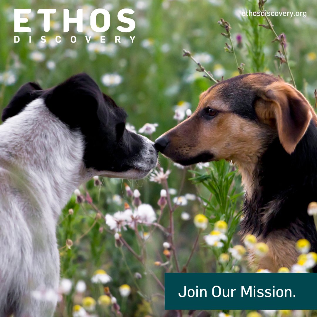 As we celebrate love and companionship this Valentine's Day, let's not forget about the well-being of our precious pets. Holidays like Valentine's Day can bring potential hazards to our furry companions, from chocolates to flowers. 
#ethosdiscovery