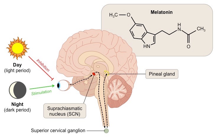 siimland's tweet photo. Glutathione is often called the master antioxidant, but it’s actually regulated by melatonin (PMID: 20868358)

Besides sleep, melatonin also regulates inflammation, immunity, antioxidant activity, and autophagy the process of cell recycling https://t.co/DGYzIH5nFW