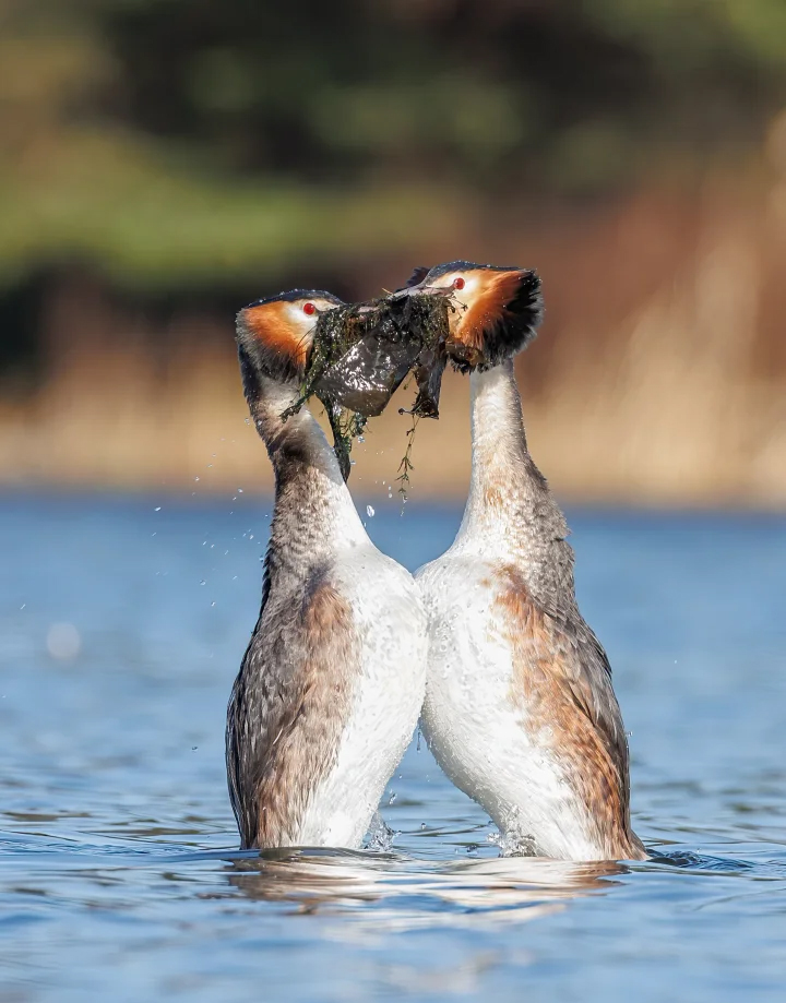 PunkWildlife's tweet photo. Love is in the air 😍

My local Great Crested Grebes doing their 'weed dance' as part of their courtship. Always amazing to watch!

 📸Hogganfield Loch, Glasgow.

@BBCSpringwatch @SevenLochs #TwitterNatureCommunity #TwitterNaturePhotography https://t.co/eowU6OIvid