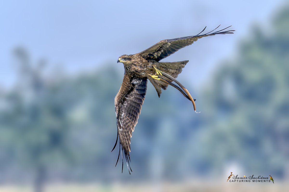 #Kite's sharp grace meets #serpent's embrace, a #skyward_struggle #etched_in_space #IndiAves #TwitterNatureCommunity #ThePhotoHour #Twitterbirds #BirdsOfTwitter #BBCWildlifePOTD #birdsinflight #birdsinindia #raptor #birdsofprey #kiteflyingwithsnake #snakeinflight #birdinaction