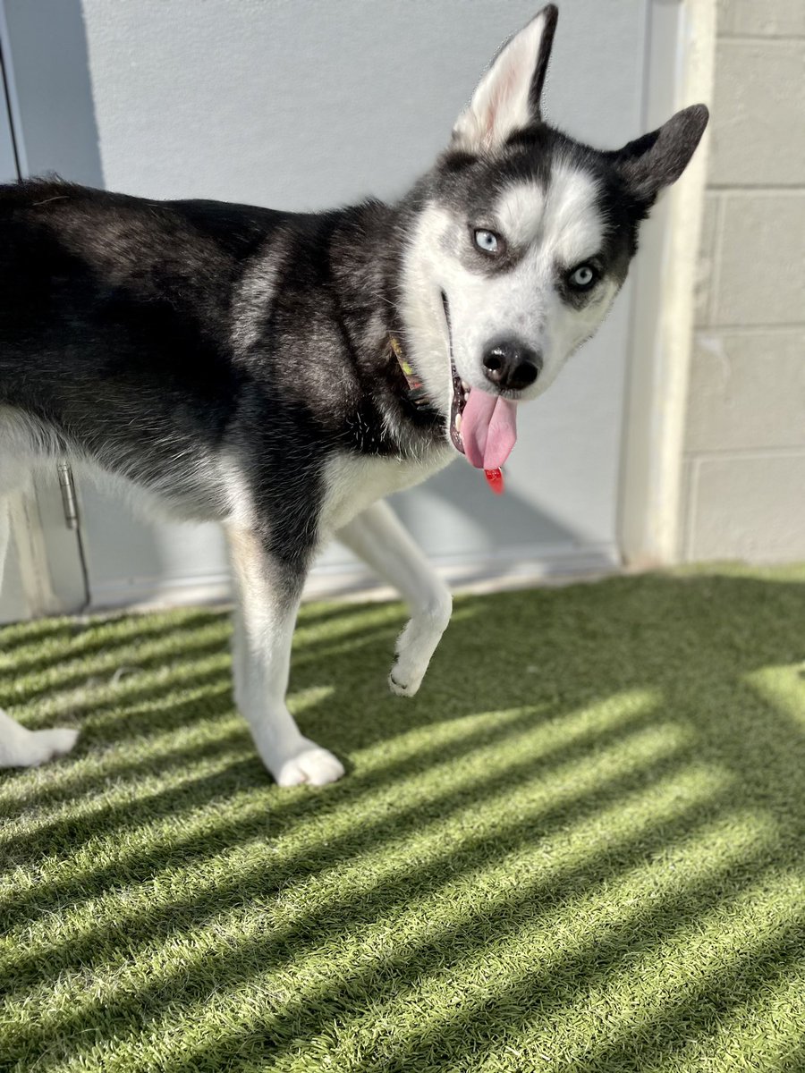 TamiLee7302's tweet image. He’s so fuckin weird #derpydog #husky