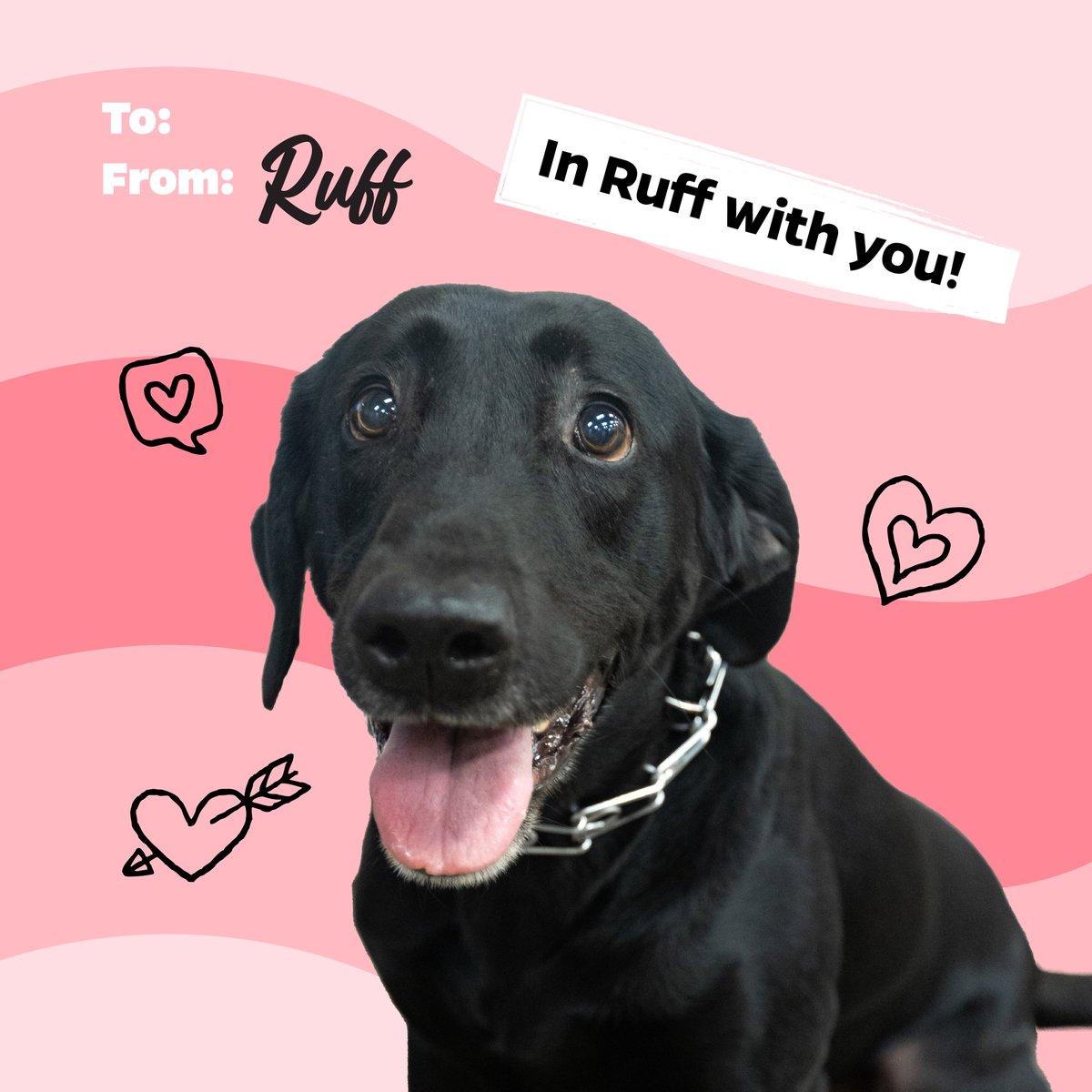 Will you be ours? ❤️ Love K9 Beto, Libby, Ronnie, and Ruff