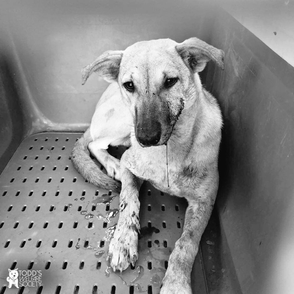 tws_pk2's tweet photo. This is Hero. Hero was shot today. Hero was living on the streets. Hero met monsters who decided his life was not worth living. Hero lost some of his friends. Hero is scared. Hero is in pain. Hero asks what did he do to deserve this?
Please help Hero 🙏🏼 https://t.co/yTHenuMs3x https://t.co/lmj71TUxb6