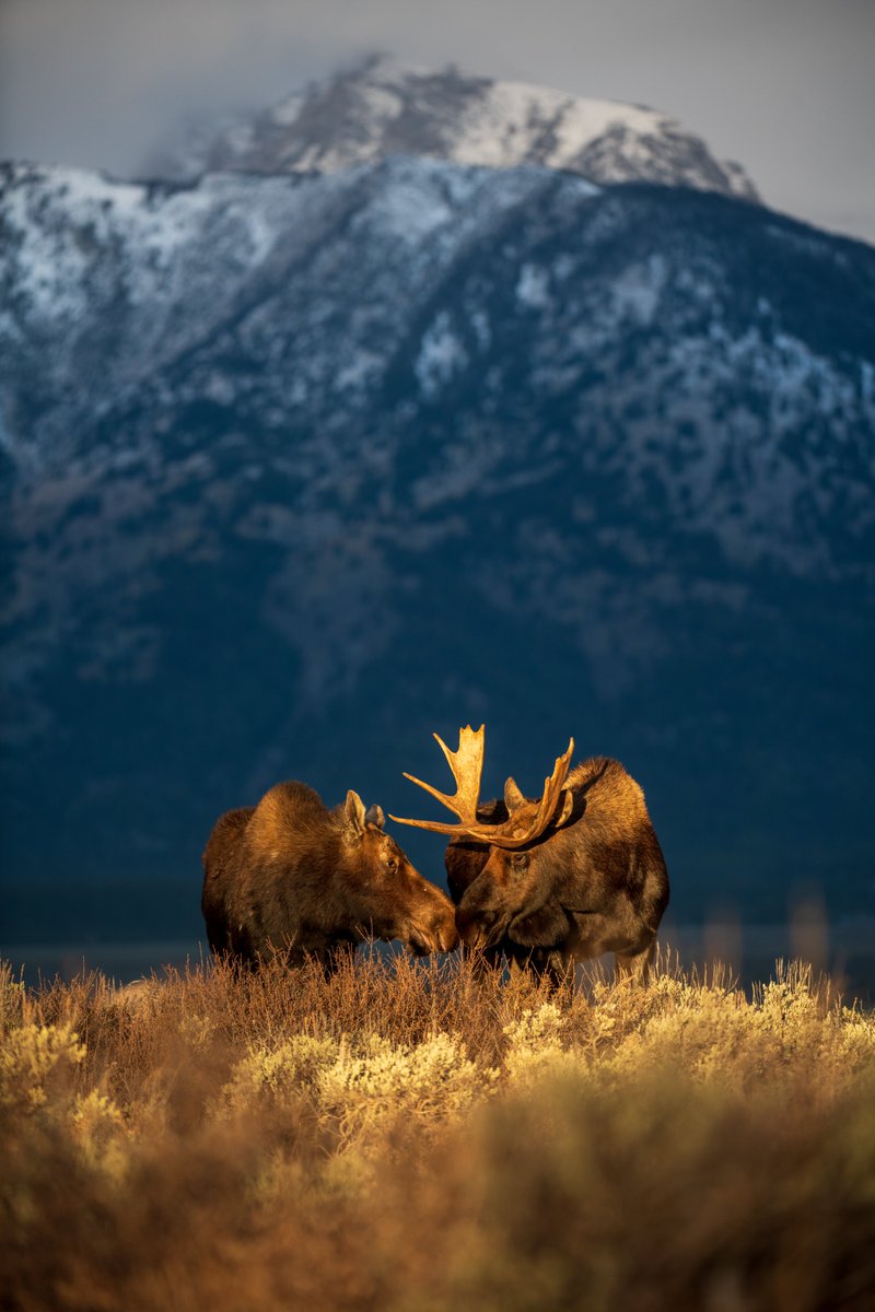 Interior's tweet photo. This Valentine’s Day, let’s not only cherish our human relationships but also embrace love and appreciation for the incredible wildlife that live on our public lands by providing them space, driving slowly and not feeding them. 💕

Photo by Brian Clopp https://t.co/K8l4487lDK