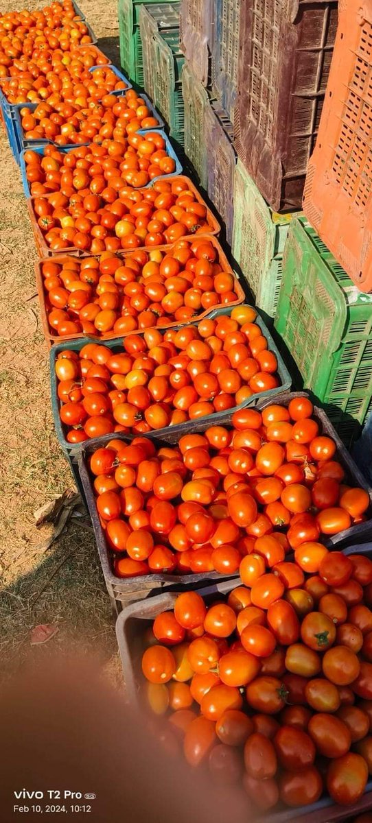 We go again this year! 
#tomatofarming