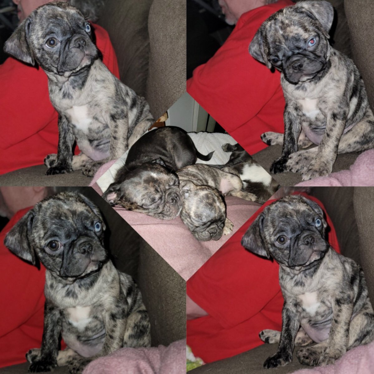 We had the puppies out last night. Myrtle decided she wanted on the couch. Didn't take her long to find Mama. Check out the center picture. Myrtle is still looking for her furever lap.
#pugpartyplusone #frug #frugs #pugs #pug #valentinespecial #valentines #valentinesgift #puppies