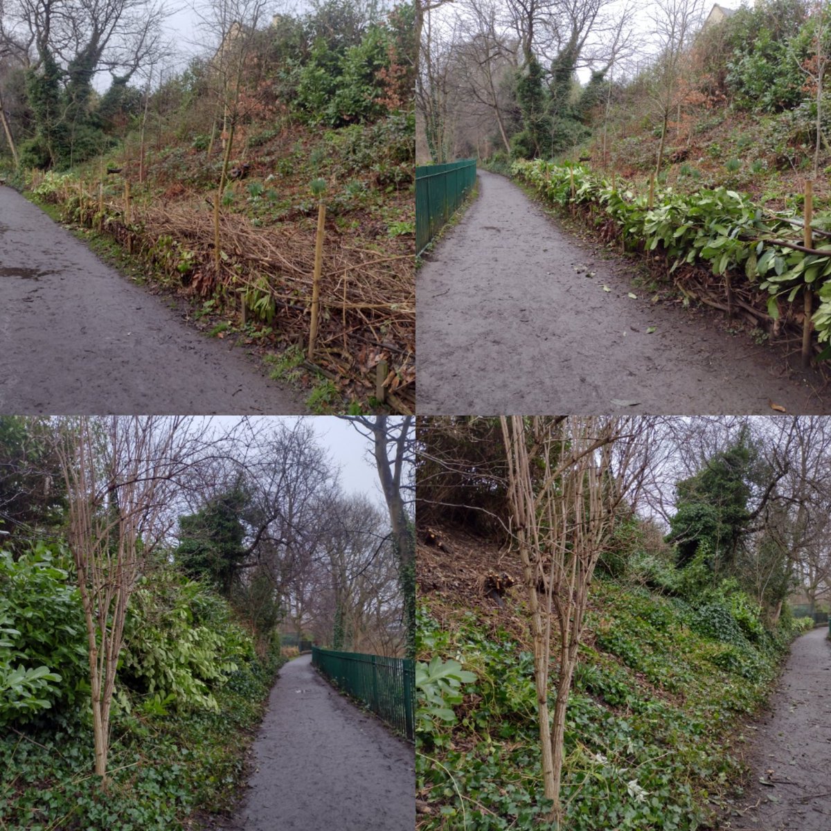 A busy morning down on the Rocheid path for 23 of our volunteers. Mud removed from the access path to Summer place. Litter picking galore including a sofa, bike and scooter. Removal of non native laurel to create space for native plants. @Edinburgh_CC @PathsforAll @KSBScotland