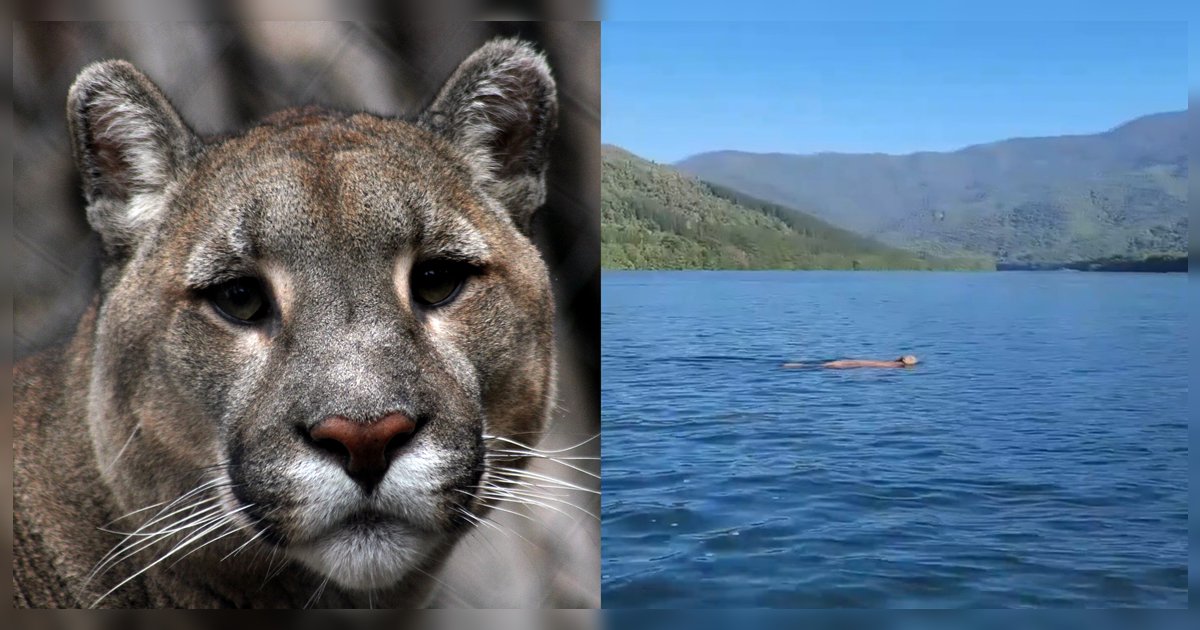 Habla el puma que fue grabado cruzando un río en la región de Los Lagos: "Cuando ví la lancha llena de humanos, mi primera intención fue ir a zamparme uno, pero después de escuchar como hablaban... csm, se me revolvió el estómago y salí cagando de ahí".  adm.cl