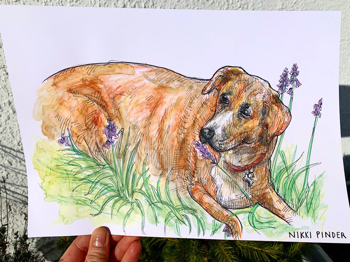 NikkiPinder's tweet photo. Sasha with Lavender
#dogportrait #cath #chesteraidtothehomeless #dogportraits #drawingdogs #pencilcrayon #dogs #inkdrawing #dog #lavender #flowers #crosshatching #colourful #ink #bestfriend #pet #fineliner #fineliners #dogs #drawing #original #art #originalart #nature #plants https://t.co/jorBk9Jpp4