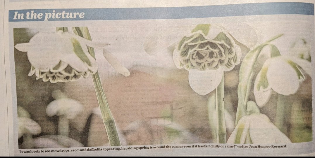 Jeans_Gems's tweet photo. Happy to have my Snowdrop photo ๐ธfeatured in the #WiganObserver ๐ฐ #Wednesdayvibe ...."Chaste Snowdrop, venturous harbinger of Spring" ๐ฑ๐ค & "A host, of golden daffodils ๐ฑ๐ผ...dancing in the breeze" ๐ฌ๏ธ Guess the poet โ๏ธ@mags324 @goldfinches12 @mrssusanvjones @bullen_jenny https://t.co/kWslyaTUa9