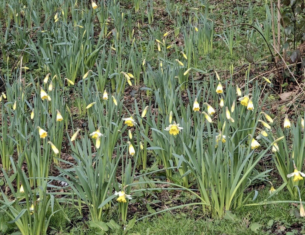Jeans_Gems's tweet photo. Happy to have my Snowdrop photo ๐ธfeatured in the #WiganObserver ๐ฐ #Wednesdayvibe ...."Chaste Snowdrop, venturous harbinger of Spring" ๐ฑ๐ค & "A host, of golden daffodils ๐ฑ๐ผ...dancing in the breeze" ๐ฌ๏ธ Guess the poet โ๏ธ@mags324 @goldfinches12 @mrssusanvjones @bullen_jenny https://t.co/kWslyaTUa9