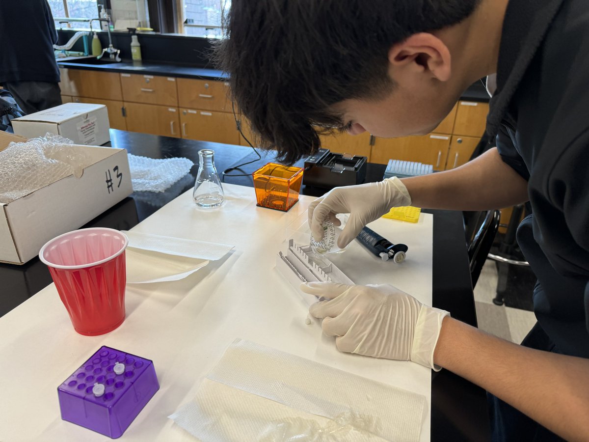 MrArsenie's tweet image. Day 2 of our #pcr and #elisa flu diagnostic lab via @MiniOneSystem with my @CarlSchurzHS #ibbio students! We did fantastic!