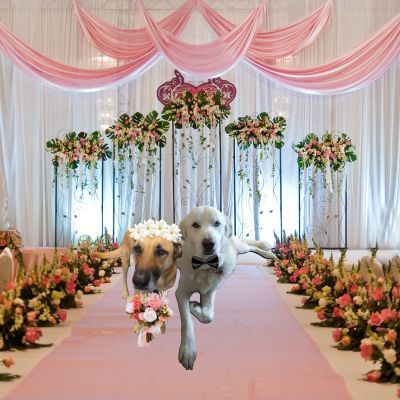 Happy Valentine's Day!🥰  As your Mary Kay Beauty Consultant, I'm passionate about beauty and love.😍  Here's a "snapshot" from Smiley and Sidney's wedding day. 😉 #puppylove