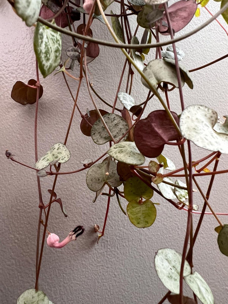 Lots of my house plants have started flowering and I didn’t even know string of hearts flowered! 🌱😍❤️ #PlantHappiness