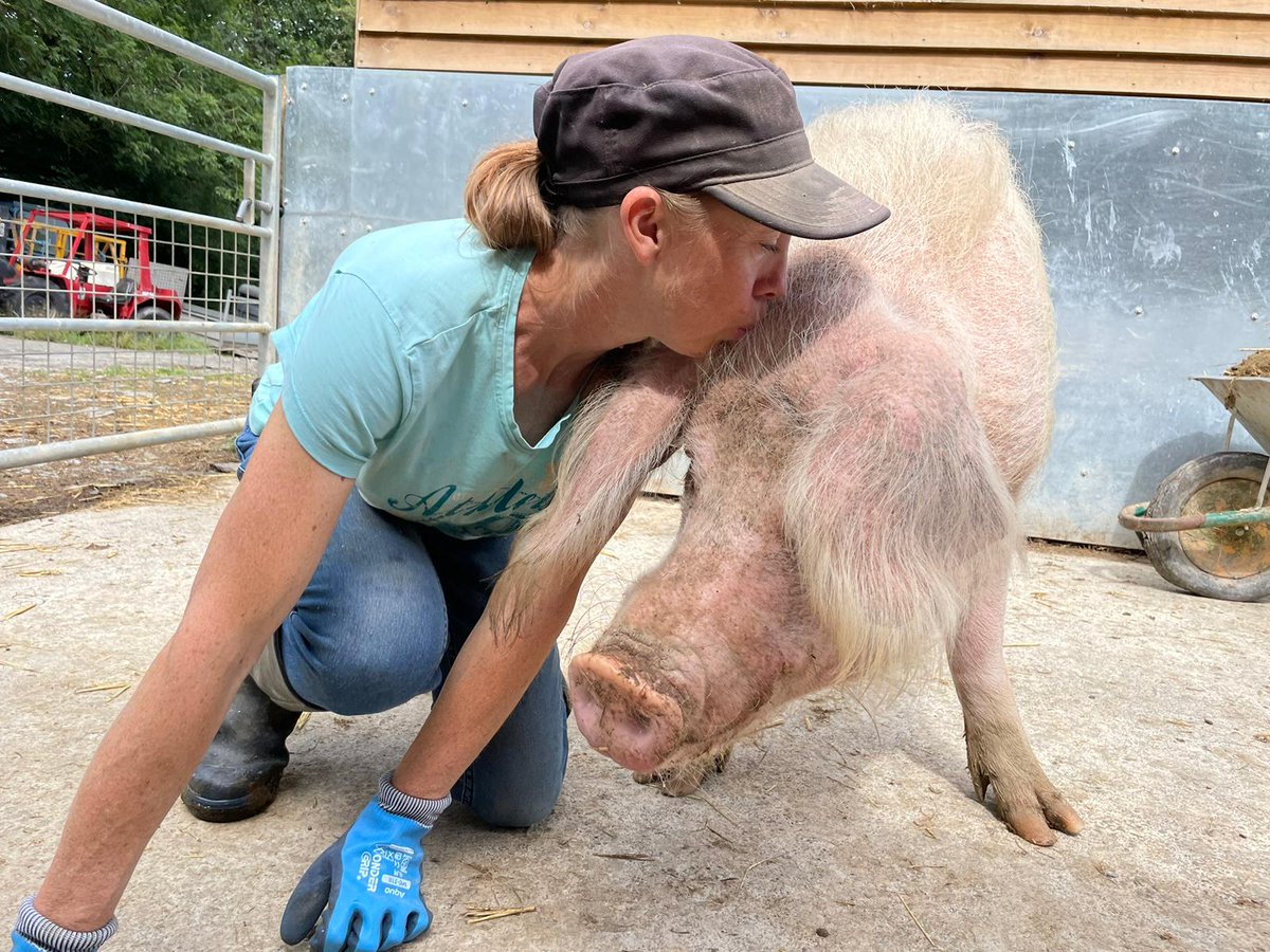 RathboneKim's tweet photo. 'Love, like a river, will cut a new path Whenever it meets an obstacle.'
Crystal Middlemas
Sasha @BTWsanctuary has had her fair share of obstacle's when it comes to looking after the 100 rescue pigs. But pure love, grit and determination pushes her on.
Continue...🧵 https://t.co/Y3aQiP29f9