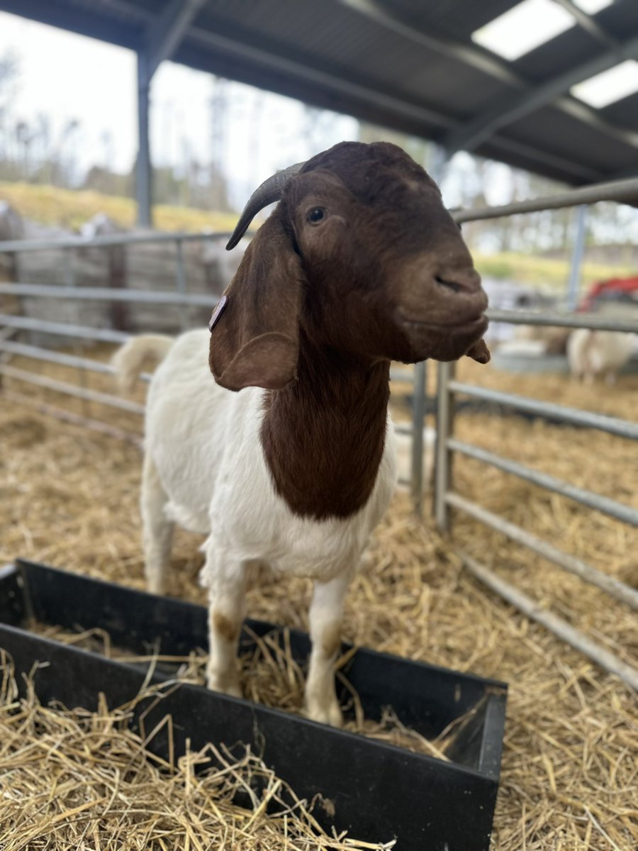 Spent the morning visiting the baby goats. Great experience for the kids and they loved the cuddles  🐐 <a href="/FernieleaSchool/">Fernielea School</a>  <a href="/MrsIoannou1/">A Ioannou</a> <a href="/PetrieMiss/">Miss Petrie</a> <a href="/NLindsay_Mrs/">Mrs Lindsay</a>