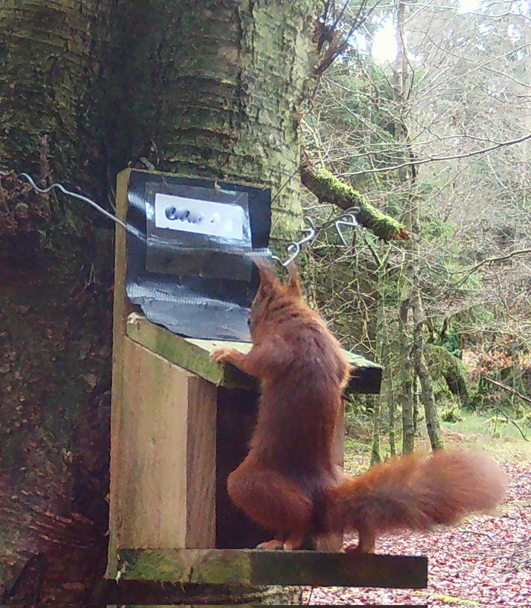 Sid thought he'd give this wall pilates challenge thing a go. Two days in and he's no idea what he's doing but you don't back down from a challenge... 😄 #clocaenogrst #clocaenogredsquirrels #clocaenogforest #redsquirrelsnorthwales #redsquirrelconservation #magicalmammals