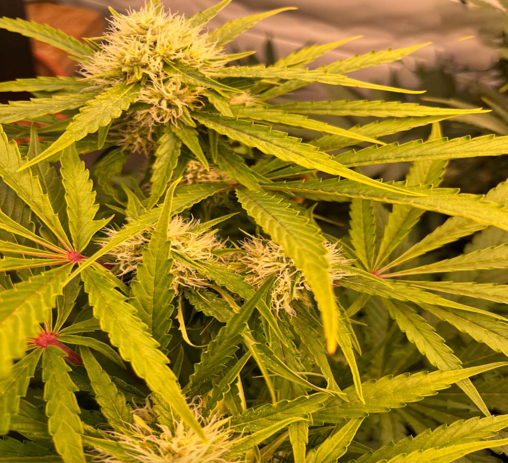 SensibleSeeds's tweet image. sensibleseeds.com/f1-cannabis-el…
#SensibleSeeds
#CannabisSeeds
#feminizedseeds
#f1cannabis
#weedstagram
#F1cannabiselites
#cannabiselites
#gmocookies
#f1elites
#OutdoorGrow
#EliteGenetics
#GMO
#medicalstrain
#CannabisIndustry
#nausea
#CannabisCultivation
#girlscoutcookies🍪🍪🍪