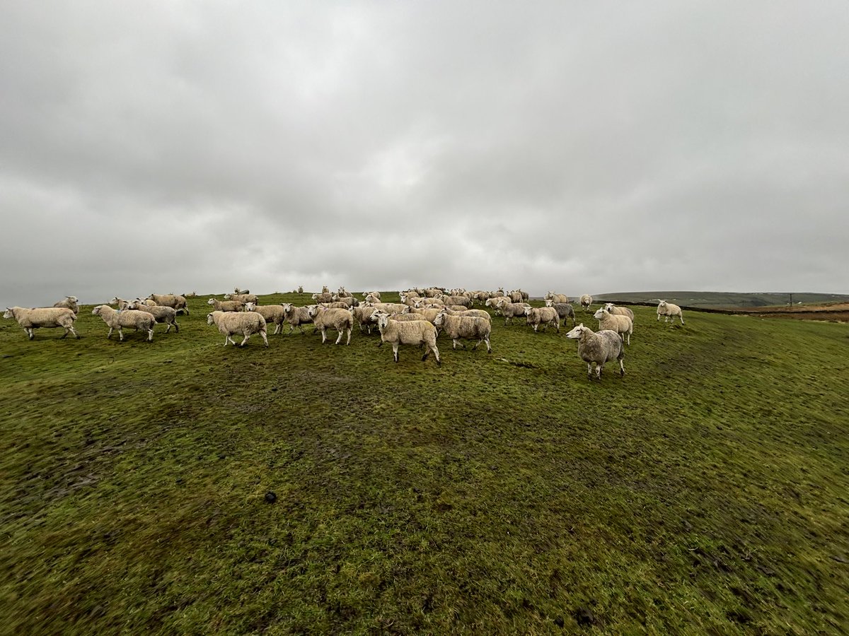 Agronomysilvers's tweet image. Braving the weather up in them yonder hills today on a stunning Valentine’s Day treating myself to some soil sampling @AgriiUK @Lancrop #wegoagain #soilsampling #measuresoyoucanmanage #bloodywetday