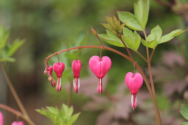 You and your sweetheart are on your way to a romantic getaway when suddenly your plane crashes. You two are the only survivors. You are both starving. You find this plant. You gasp at how cute/romantic it is and wonder if it would be a good Valentine's Day treat. Do u eat it?