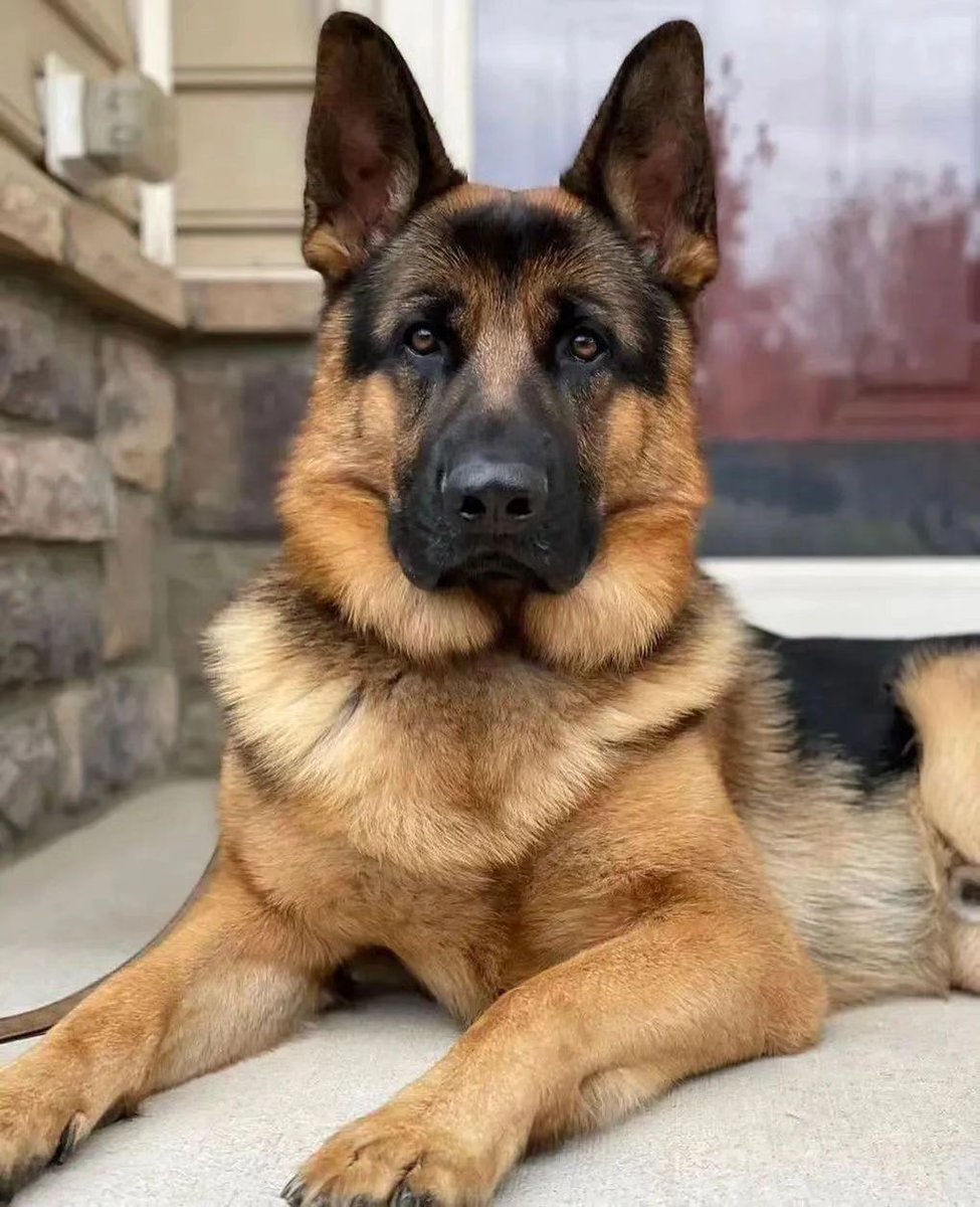 In this house, we have wagging tails, we kiss wet noses, we all bark pretty loud, we do hugs and playing, we do walks, we guard our home, we get excited, we do love. We are family.
#gsdlife #gsdlover #gsdpage #gsdpuppy #germanshepherdlonghair