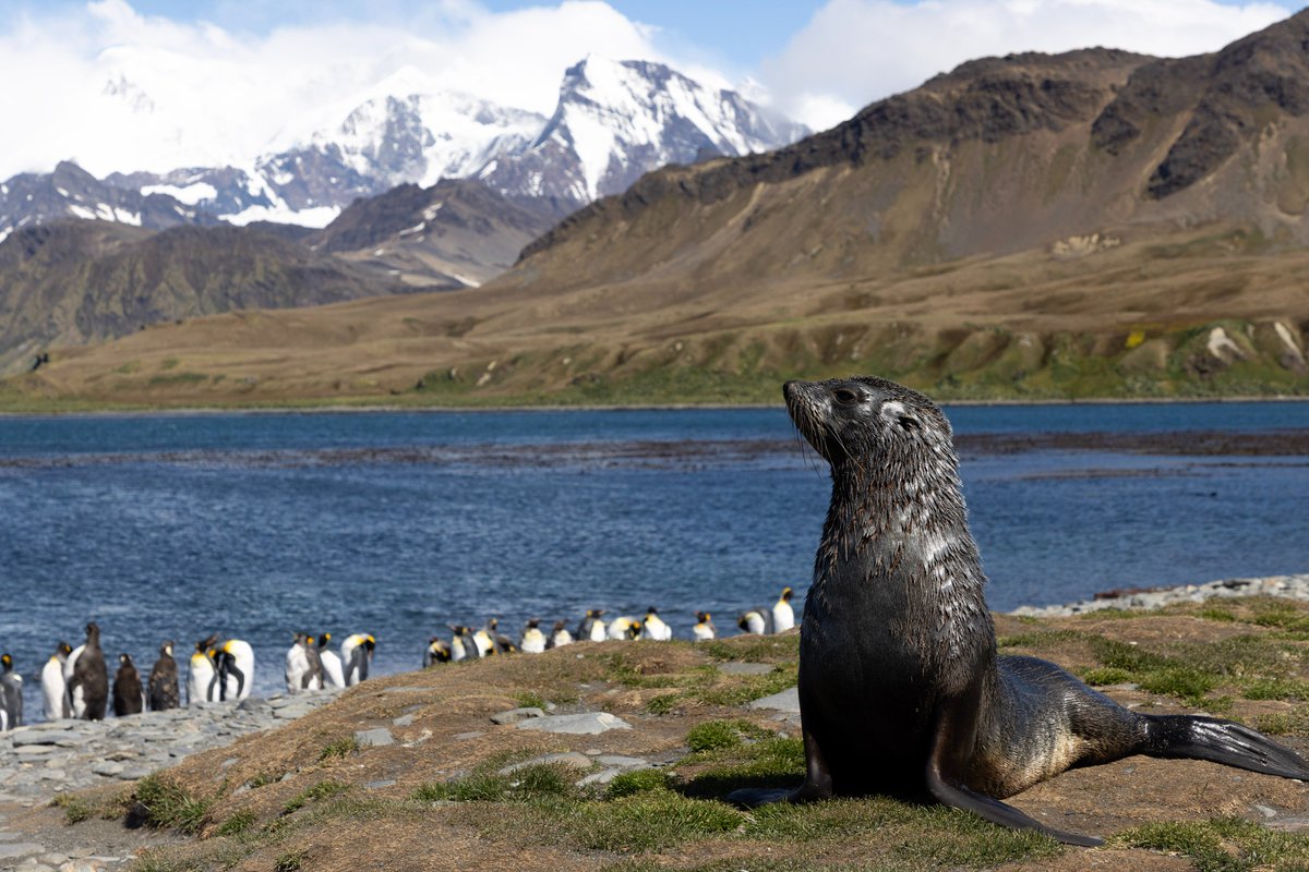 #WildlifeWednesday this week features our own RAF photographer Cpl Laura Wing from her time onboard @HMS_Forth down to South Georgia. The island was teaming with wildlife with an amazing backdrop but it was the Antarctic Fur Seals that were the most interesting to capture!