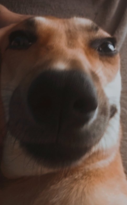 Laitocomfy's tweet photo. @Elcor__ No se preocupen por mí tengo el cariño más puro e incondicional que alguien puede tener. Se llama Dana https://t.co/0WcInk5KR8