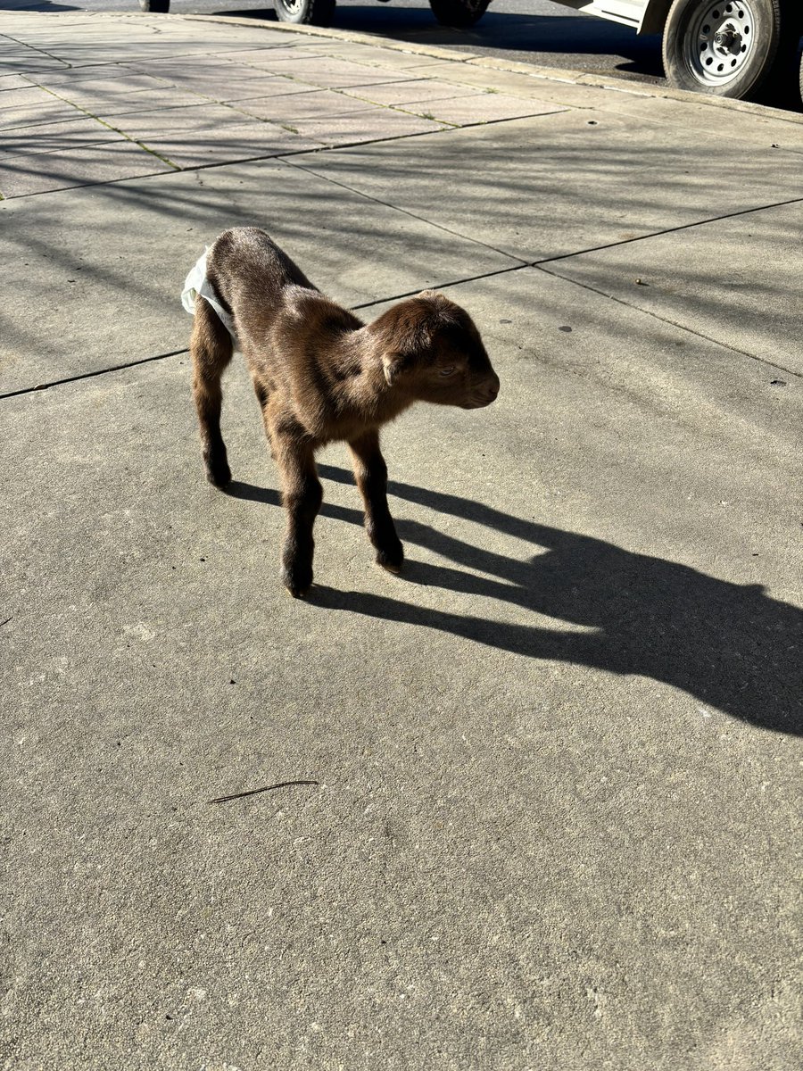 CTEinDD2's tweet photo. You know it’s going to be a great day with baby goats and robots! @DrHarrisonDD2 @teamddtwo #cteshowcase https://t.co/bvyvlq9cJq
