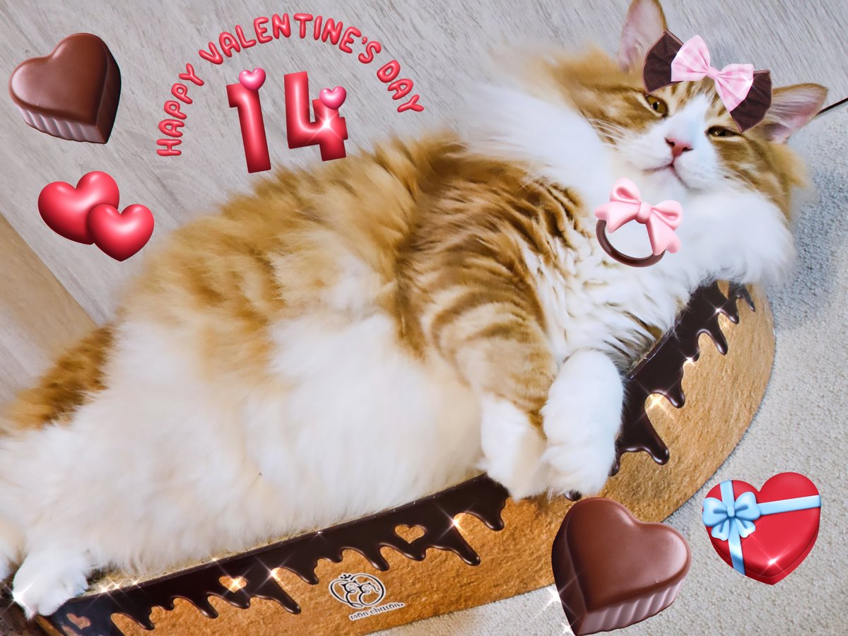 monchaton_shop's tweet photo. 𝙷𝙰𝙿𝙿𝚈 𝚅𝙰𝙻𝙴𝙽𝚃𝙸𝙽𝙴’𝚂 𝙳𝙰𝚈❣️
monchaton～モンシャトン～

#爪とぎ #猫がいる生活 #ValentinesDay #リツイートした人全員フォローする https://t.co/dxnkpM9vzF