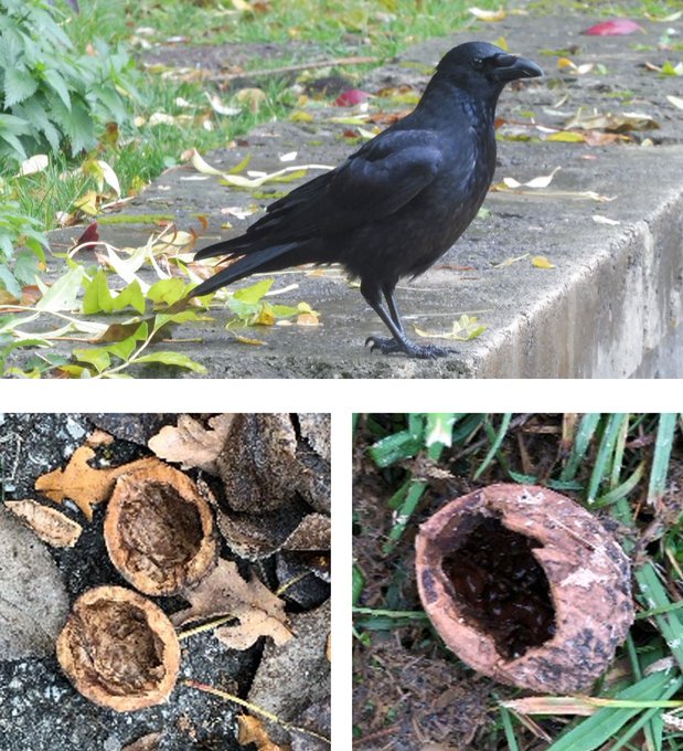 Join us! I am looking for a Postdoc to join my @WWTF VRG Group @univienna investigating nut-dropping behaviour in crows using biologging technology. Funding available for 3 years! All info here: jobs.univie.ac.at/job/University… Application deadline March 20th. Please RT!