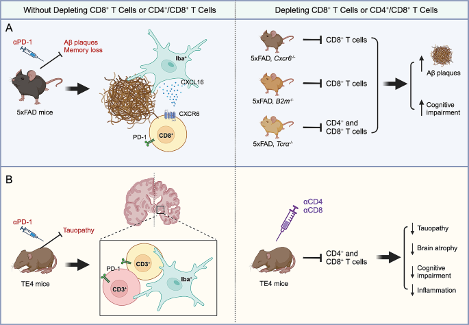 'Unraveling the dual nature of brain CD8+ #Tcells in #AlzheimersDisease'

Dan Hu &amp; Howard L. Weiner <a href="/weinerlabhms/">Howard L. Weiner, MD</a> <a href="/BrighamWomens/">Brigham and Women's Hospital</a> <a href="/harvardmed/">Harvard Medical School</a> #microglia

…arneurodegeneration.biomedcentral.com/articles/10.11…