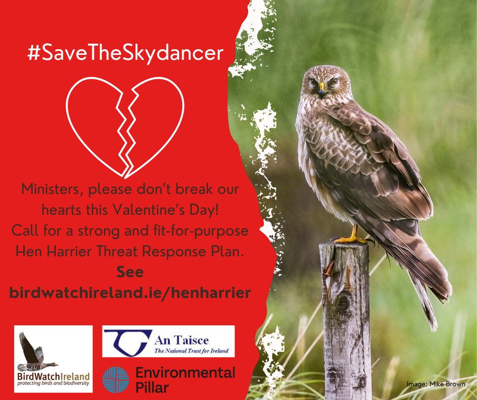 We're calling on our Ministers to step up for the #Skydancer. The #HenHarrier could be gone in 25 years without an ambitious and fit-for-purpose Threat Response Plan.   #SaveTheSkydancer #ValentinesDay

Dont let Hen Harrier extinction be traced back to ur time in govt.